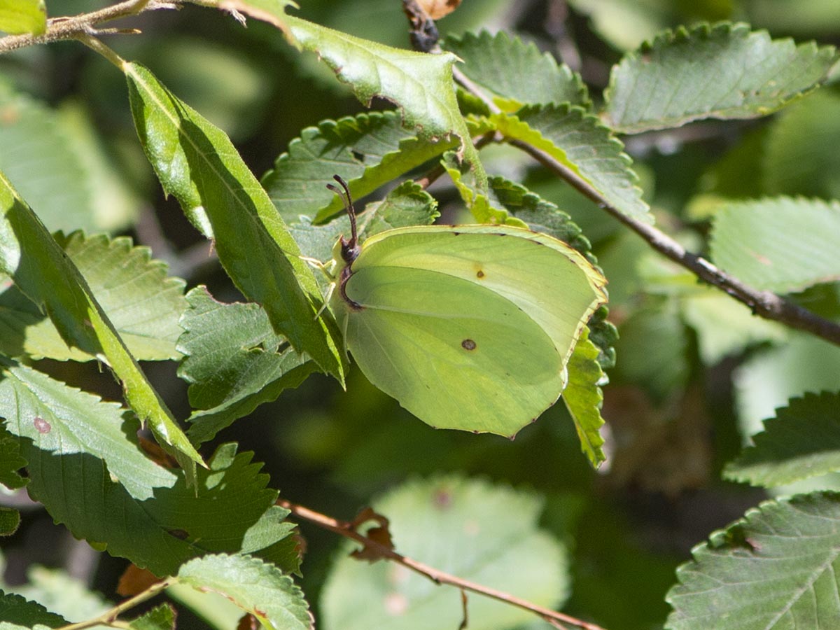 Gonepteryx rhamni